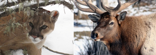 Idaho Mountain Lion and Elk
