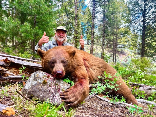 Idaho Color Phase Bear