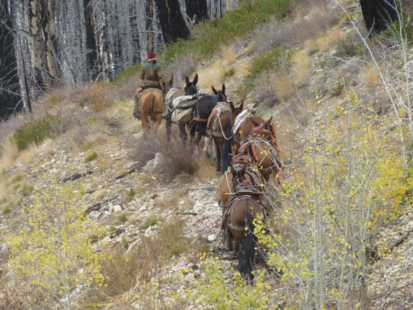 Idaho Elk, Mule Deer and Black Bear Blog | How Long You Been Doin
