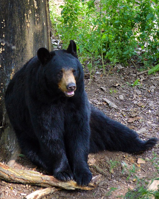 american-black-bear-_640.jpg